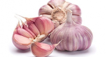 Když potřebujete sklízet česnek v deštivém létě, abyste ho zachránili před hnilobou?